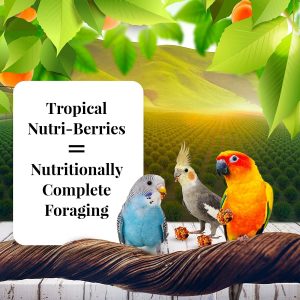 LAFEBER’S Sunny Orchard Nutri-Berries Pet Bird Food, Made with Non-GMO and Human-Grade Ingredients, for Cockatiels Conures Parakeets (Budgies) Lovebirds, 10 oz